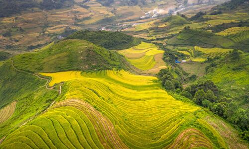 Sapa Rice-fields Harvesting